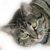 :iconwaldo-world: