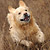 :iconwalking-with-gustav: