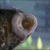 :iconwall-flower: