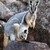 :iconwallaby96: