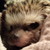 WallabyWonders :iconwallabywonders: