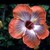 :iconwallpapersforfun: