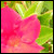 :iconwalnut-space: