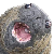 :iconwalrus-club: