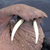 :iconwalrusfacepalmplz: