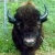 :iconwalterthebuffalo: