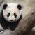 :iconwaltznthrutheforest:
