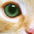:iconwan-bobo: