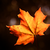 :iconwandereroffire: