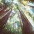 :iconwandering-dryad: