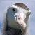 :iconwanderingalbatross: