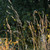 :iconwanderingmoonlight: