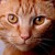 :iconwanderingwarriorcat: