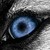 :iconwanderingwolf: