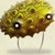:iconwandolleckia: