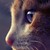 :iconwaperock: