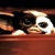 :iconwappy-doodle: