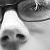 :iconwarcatphoto: