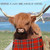 :iconwarcow1992: