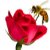:iconward-joore:
