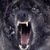 :iconwargasum: