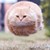 :iconwarkgnall: