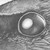 :iconwarningshot: