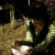 :iconwarratah: