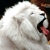 :iconwarrior-of-light-5: