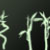 :iconwarrioranglefly: