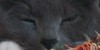 :iconwarriorcat-clans-rp: