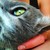 :iconwarriorcatbooklover: