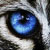 :iconwarriorcatsbanners:
