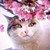 :iconwarriorcatsjig: