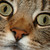 :iconwarriorcatslover12: