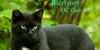 :iconwarriors-oc-cats: