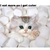 :iconwarriorscats12345: