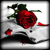 :iconwarsoftheroses: