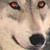 :iconwarzoned: