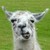 :iconwasbidragon: