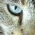 :iconwater-avian: