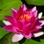 :iconwater-lily95: