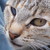 :iconwateraffinity: