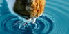 :iconwaterclan1: