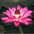 :iconwatercolorlove: