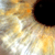 :iconwaterfowl: