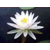 :iconwaterlilly2: