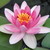 :iconwaterlily21: