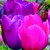 :iconwaterlily2544: