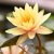 :iconwaterlilyfairy: